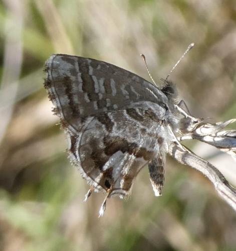 Réf. 215 431 : Cacyreus marshalli